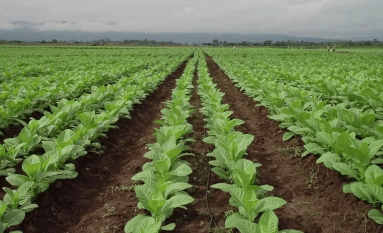 Alerta en Jujuy: crece la preocupación entre los tabacaleros