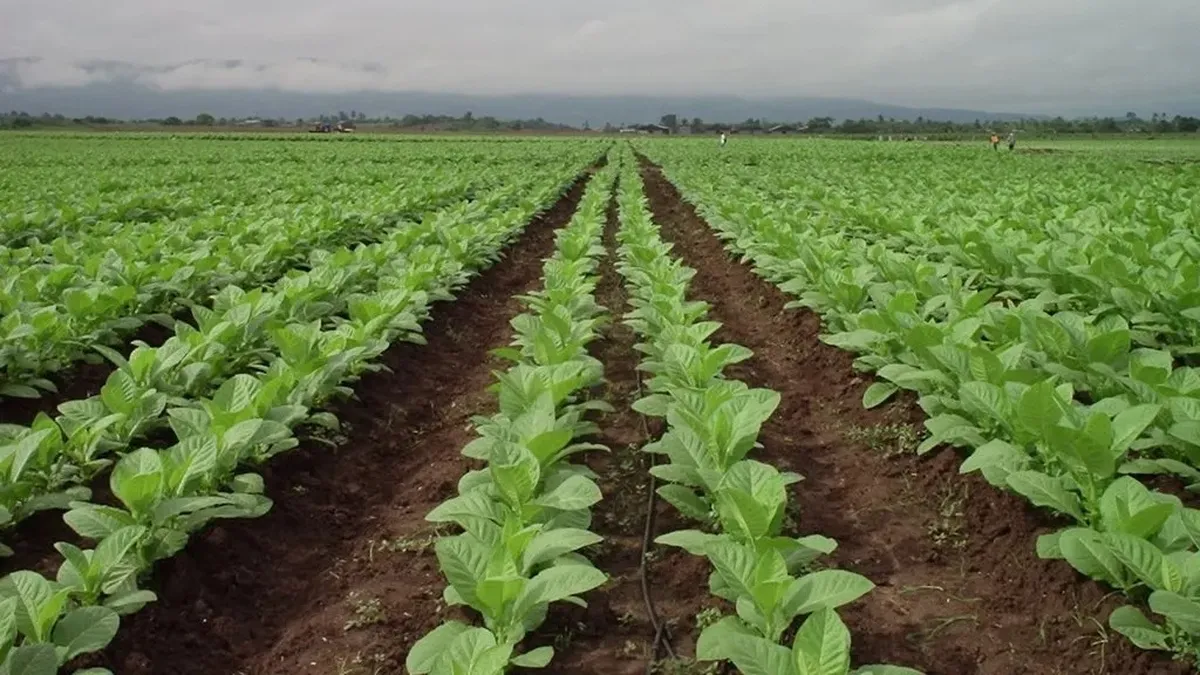 Alerta en Jujuy: crece la preocupación entre los tabacaleros