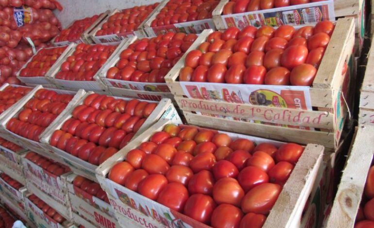 Productores salteños en crisis: el tomate se vende por debajo del costo