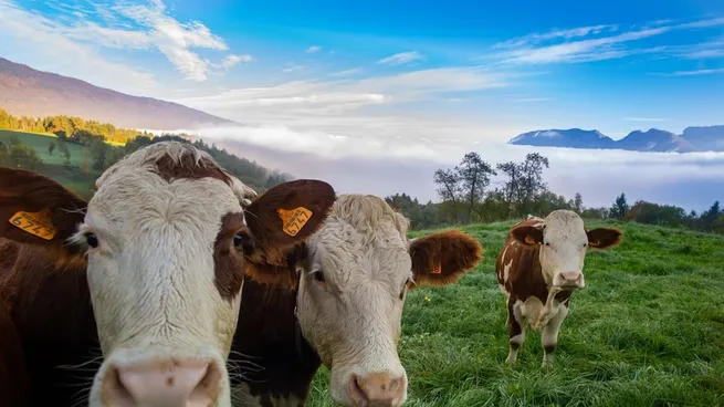 ARCA reglamentó el decreto que aplica retenciones cero temporales a carnes bovinas y avícolas