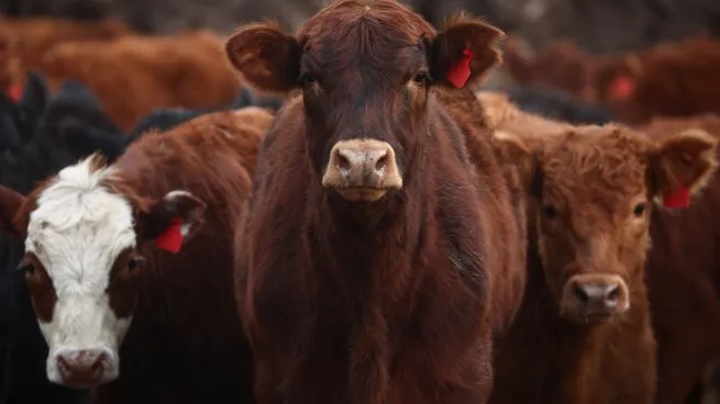 Auge de la importación en la carne: esperan que los ingresos se dupliquen en 2026